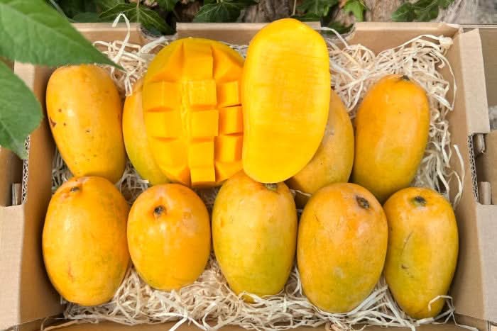 Mango Honig „Ataulfo“ Bio & baumgereift