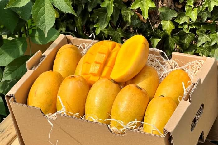 Mango Honig „Ataulfo“ Bio & baumgereift