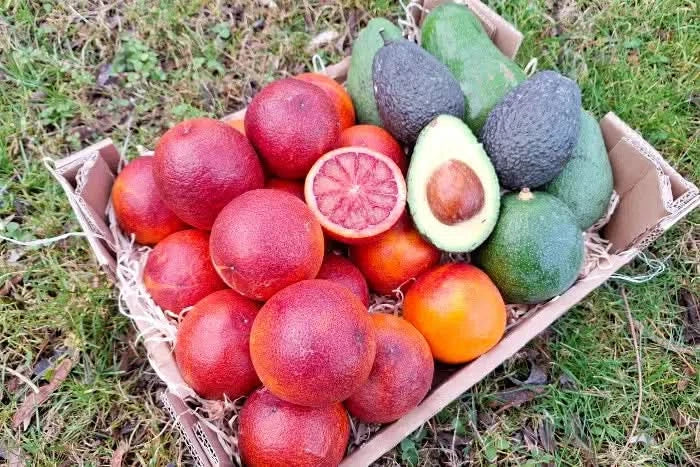 Bio Obstbox „Blutorangen & Avocado“