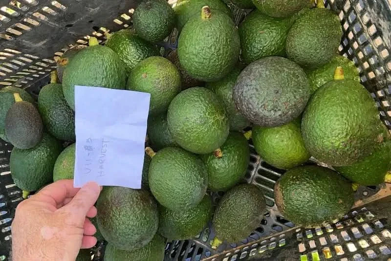 Avocado-Mix Box (8 Sorten!) Sonntags-Aktion % 3kg