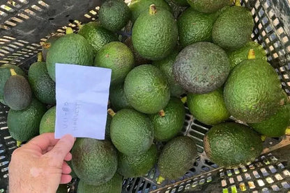 Avocado-Mix Box (8 Sorten!) Sonntags-Aktion % 3kg