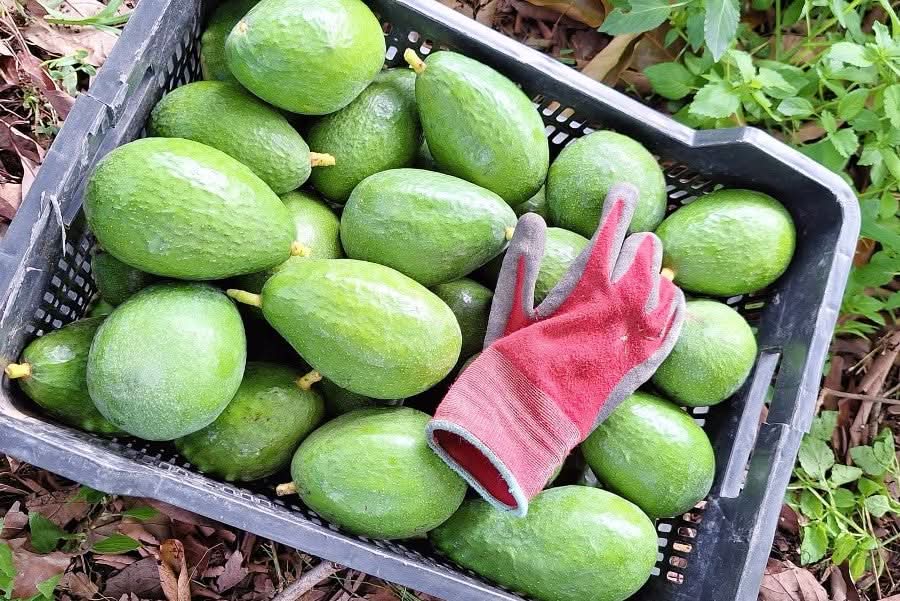 Avocado Retterbox "Späternte" Bio & Wild von Julian % 4kg