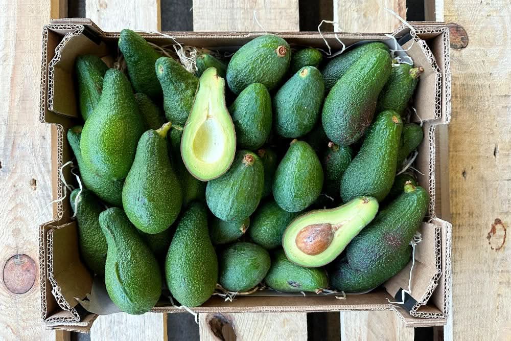 Bio Avocado Baby salvaje kaufen Spanien direkt vom Landwirt – frische grüne Avocados in Kiste