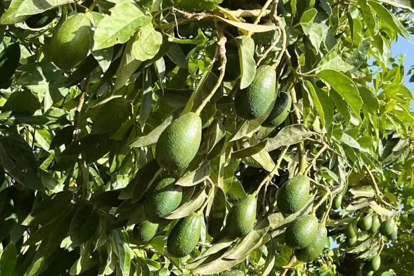 Bio Avocado Bacon kaufen Spanien reif am Baum auf nachhaltiger Plantage
