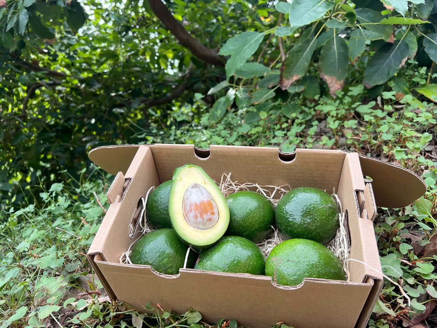 Frische Bio Avocado Bacon kaufen Spanien direkt vom Bauernhof in Andalusien in Kartonverpackung
