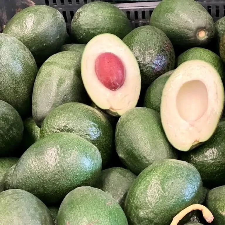 Avocado Bacon kaufen Spanien Bio Frucht aufgeschnitten mit Kern und cremigem Fruchtfleisch
