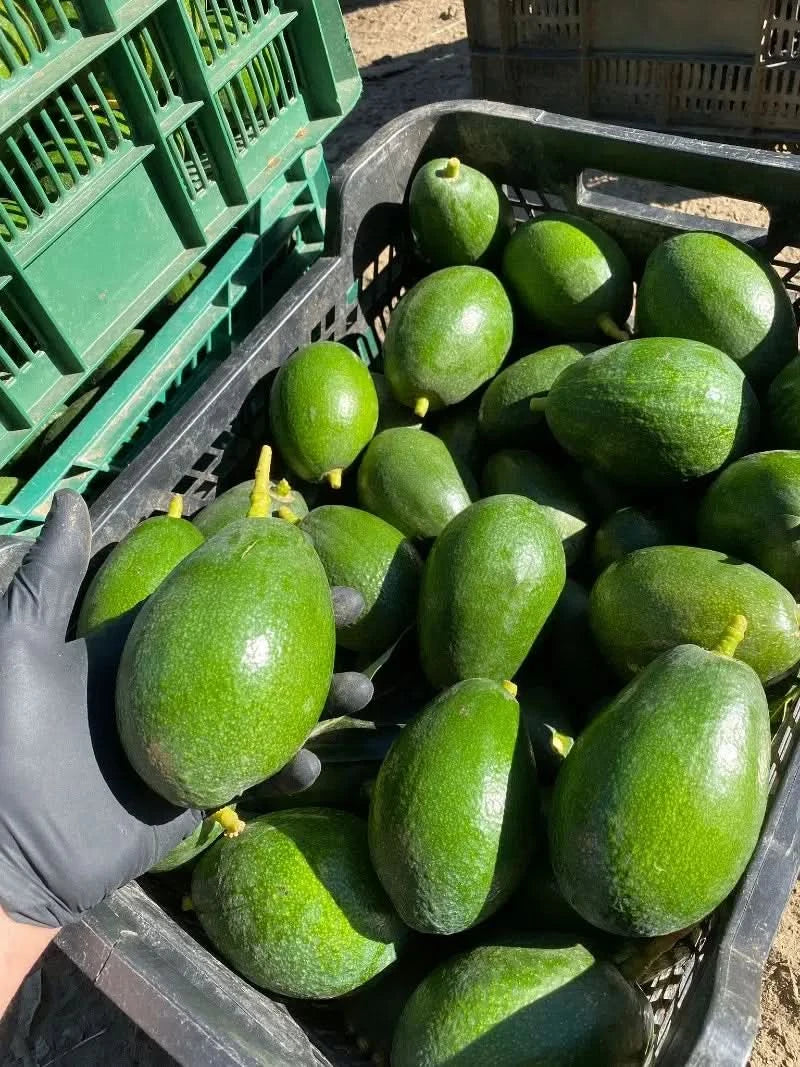 Bio Avocado Bacon kaufen Spanien – frisch geerntete grüne Bacon Avocados in Kisten
