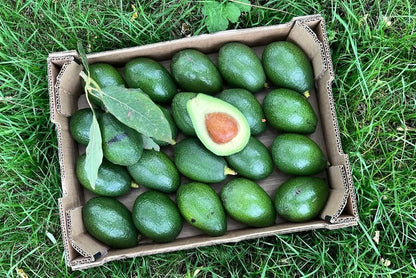 Bio Avocado Bacon kaufen Spanien – grüne Avocados in einer Kiste frisch aus Spanien geerntet
