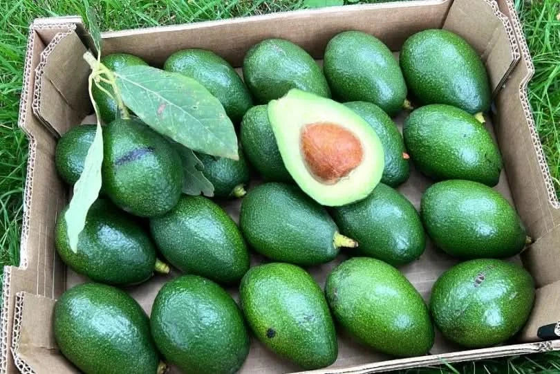Bio Avocado Bacon kaufen Spanien – grüne Bacon Avocados in einer Kiste frisch geerntet
