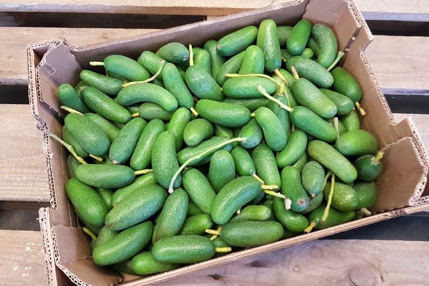 Frische Avocado Cocktail aus Spanien in Bio-Qualität in einer Kiste, kleine kernlose Avocados kaufen