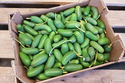 Frische Avocado Cocktail aus Spanien in Bio-Qualität in einer Kiste, kleine kernlose Avocados kaufen