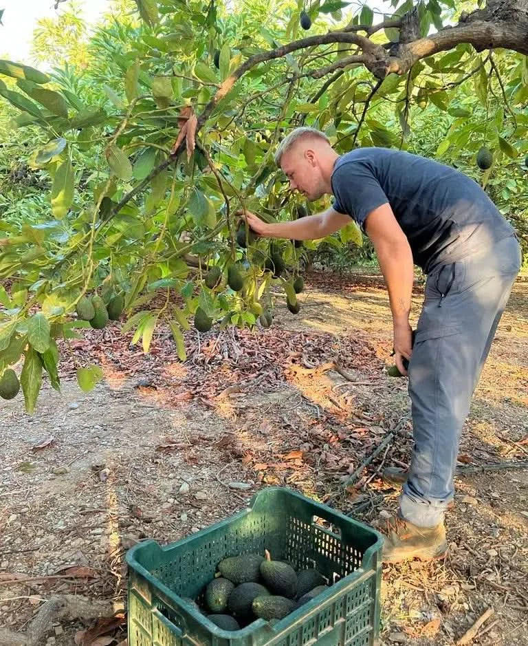 Bauer bei der Ernte von Avocado Cocktail Früchten in Spanien mit Erntekiste