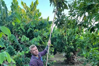 Bauer erntet frische Avocado Cocktail in Spanien direkt vom Baum