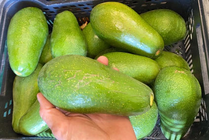 Avocado Ettinger Bio von Julian Box