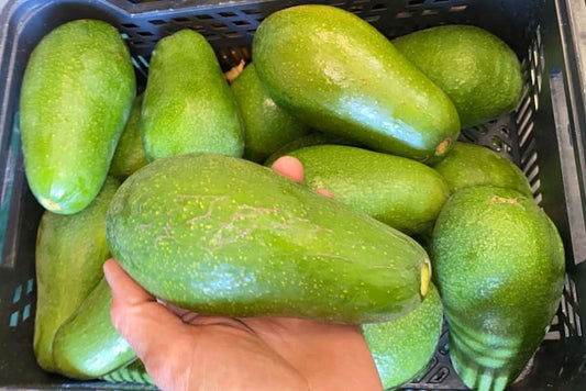 Avocado Ettinger Bio von Julian Box