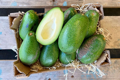 Avocado Ettinger kaufen – Frische Bio Avocados direkt aus Spanien in einer Kiste

