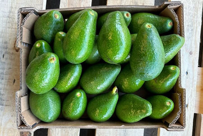 Frische Bio Avocado Ettinger kaufen – Kiste mit grünen Avocados direkt aus Spanien
