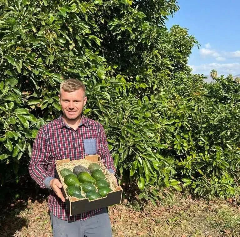 Spanischer Bio-Bauer mit einer Kiste frischer Avocado Fuerte – avocado fuerte kaufen spain direkt vom Erzeuger
