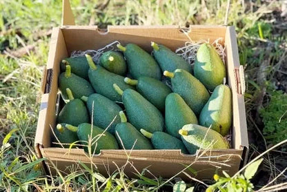 Kiste mit frischen Bio Avocado Fuerte aus Spanien – jetzt avocado fuerte kaufen spain und direkt vom Erzeuger genießen
