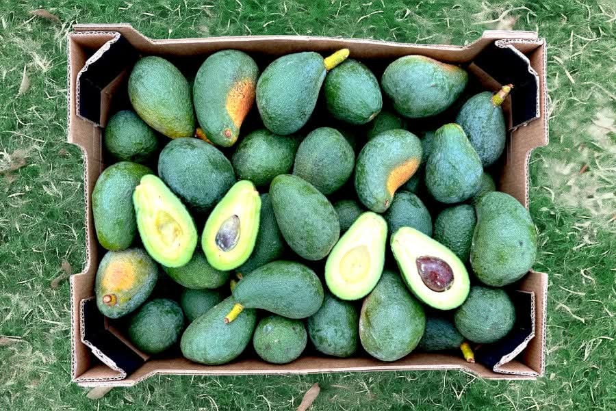 Bio Avocado Fuerte kaufen Spanien – frische grüne Avocados in Kartonverpackung direkt vom Erzeuger
