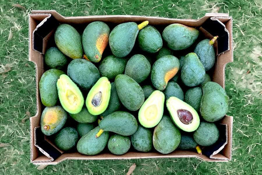 Bio Avocado Fuerte kaufen Spanien – frische grüne Avocados in Kartonverpackung direkt vom Erzeuger
