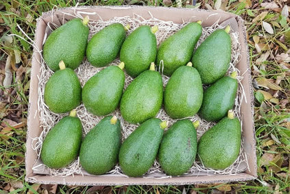 Kiste mit frischen Bio Avocado Fuerte kaufen Spanien direkt vom Erzeuger
