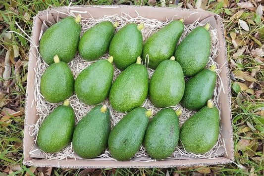 Kiste mit frischen Bio Avocado Fuerte kaufen Spanien direkt vom Erzeuger