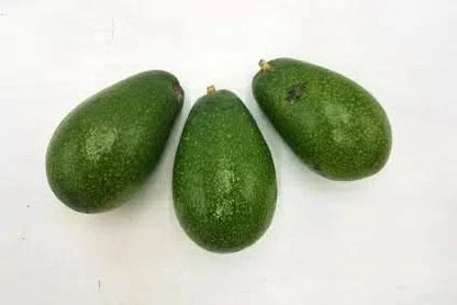 Drei frische Avocado Ettinger kaufen – naturbelassene Bio-Avocados direkt vom Kleinbauern aus Spanien
