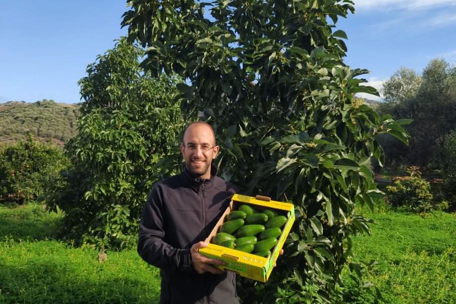 Bio-Bauer Apostolis aus Kreta hält eine Kiste mit frischen Avocado Fuerte – jetzt avocado fuerte kreta kaufen und direkt vom Erzeuger genießen
