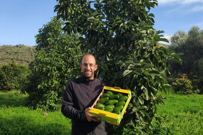 Bio-Bauer Apostolis aus Kreta hält eine Kiste mit frischen Avocado Fuerte – jetzt avocado fuerte kreta kaufen und direkt vom Erzeuger genießen
