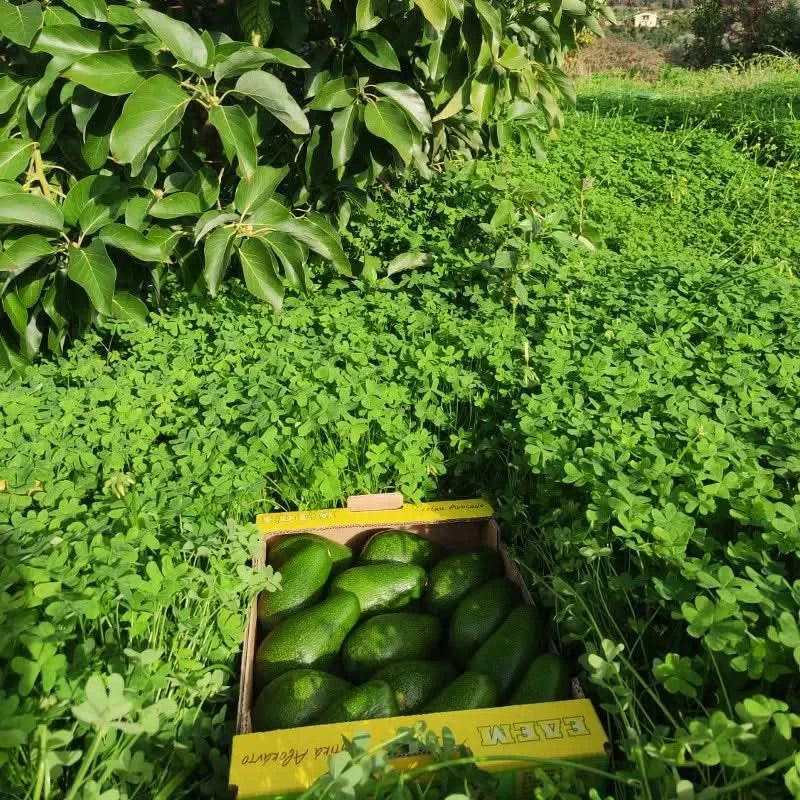 Kiste mit frischen Avocado Fuerte auf dem Feld in Kreta – jetzt avocado fuerte kreta kaufen und direkt vom Bio-Anbau genießen