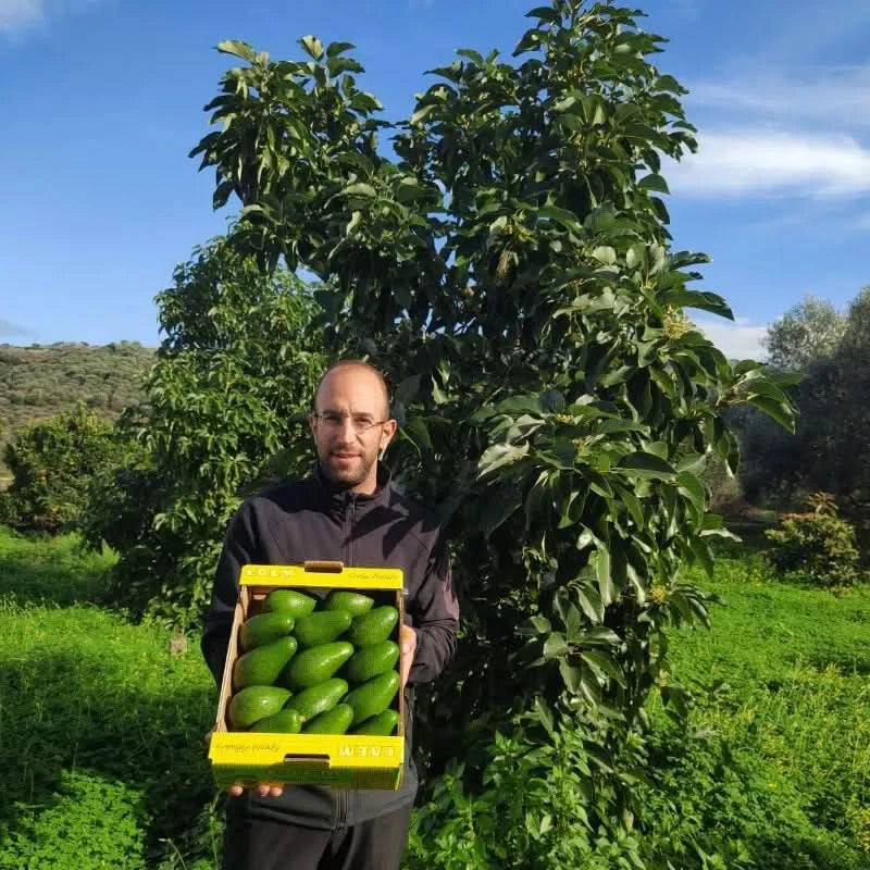 Bio-Erzeuger auf Kreta hält eine volle Kiste frischer Avocado Fuerte – avocado fuerte kreta kaufen direkt vom Produzenten