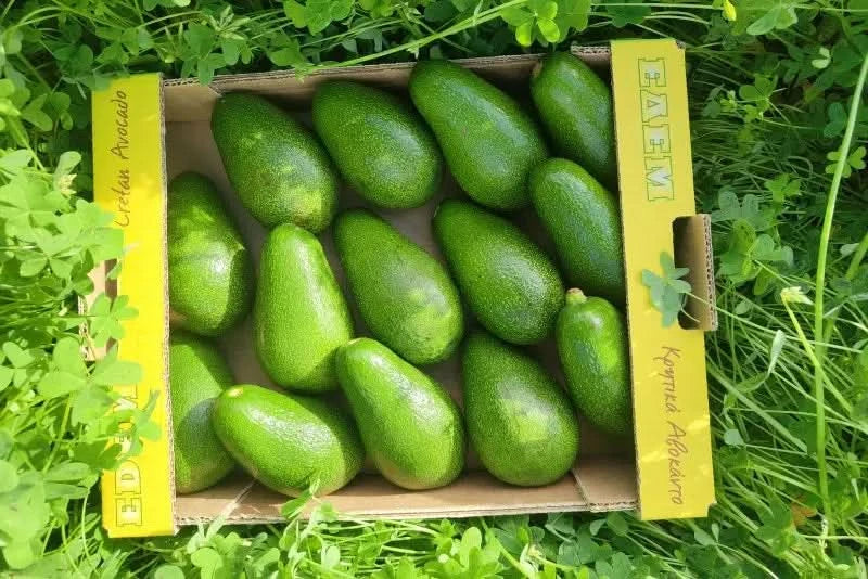 Kiste voller frischer Avocado Fuerte aus Kreta – avocado fuerte kreta kaufen und beste Bio-Qualität genießen