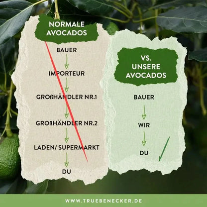 Vergleich normale Avocados mit vielen Zwischenhändlern vs. unsere Avocados direkt vom Bauern – avocado fuerte kreta kaufen ohne Umwege