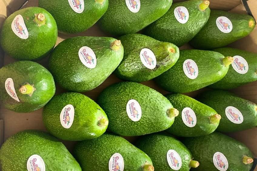 Frische Avocado Fuerte Premium Spain aus Andalusien in Bio-Qualität direkt vom Erzeuger
