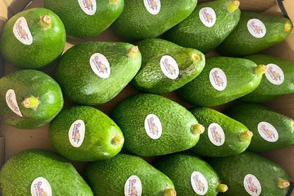 Frische Avocado Fuerte Premium Spain aus Andalusien in Bio-Qualität direkt vom Erzeuger
