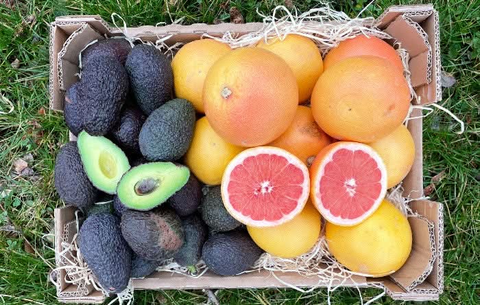 Bio Avocado & Grapefruit Retterbox % 4kg