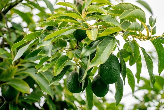 Bio Demeter Avocado Gwen am Baum auf spanischer Finca – avocado gwen kaufen frisch vom Erzeuger
