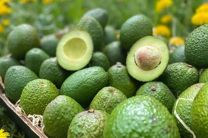 Detailansicht frische Bio Demeter Avocado Gwen aufgeschnitten in der Box – avocado gwen kaufen direkt aus Spanien
