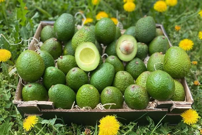 Große Box mit frischen Bio Demeter Avocado Gwen – avocado gwen kaufen direkt vom Erzeuger
