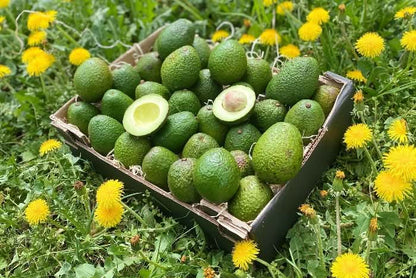 Große Bio Demeter Box mit frischen Avocado Gwen auf der Wiese – avocado gwen kaufen direkt vom Erzeuger
