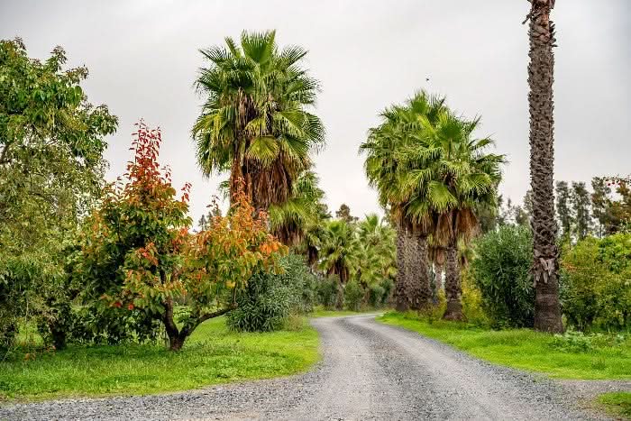 Bio Demeter Finca in Spanien mit Palmen und Avocado Feldern – avocado gwen kaufen direkt vom Anbauer
