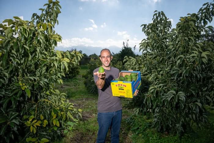 Avocado Hass kaufen Kreta – Bio Bauer mit frischen Avocados auf dem Feld in Kreta, direkt geerntet und verpackt
