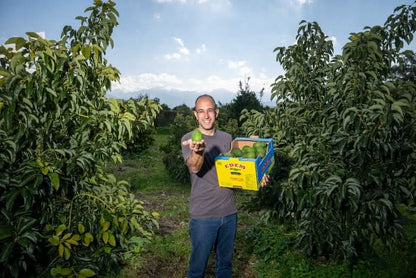 Avocado Hass kaufen Kreta – Bio Bauer mit frischen Avocados auf dem Feld in Kreta, direkt geerntet und verpackt
