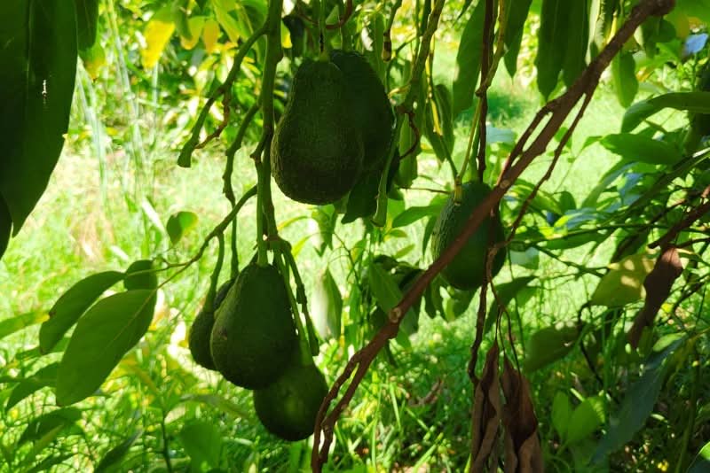 Avocado Hass kaufen Kreta – Reifende Bio Avocados am Baum in Kreta
