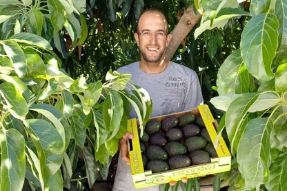 Avocado Hass kaufen Kreta – Bio-Bauer hält Kiste mit frischen Avocados aus Kreta
