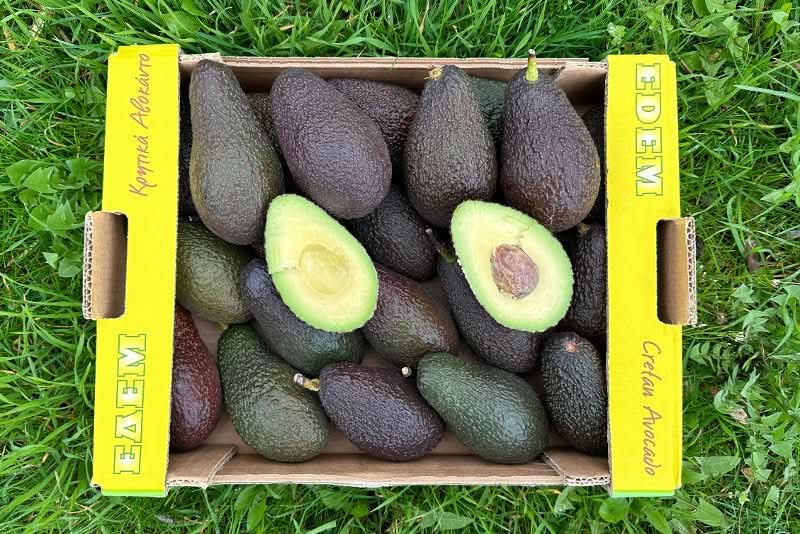 Bio Avocado Hass kaufen Kreta – Frische Avocados direkt vom Kleinbauern in einer Box, perfekt gereift und aromatisch
