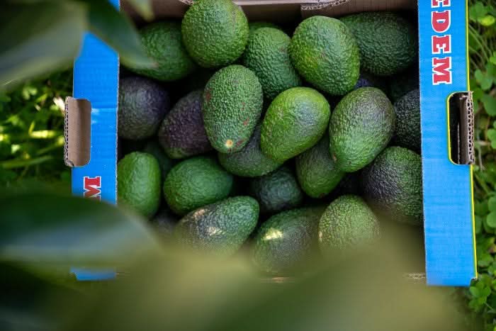 Avocado Hass kaufen Kreta – Kiste mit frischen Bio Avocados aus Kreta direkt vom Bauern

