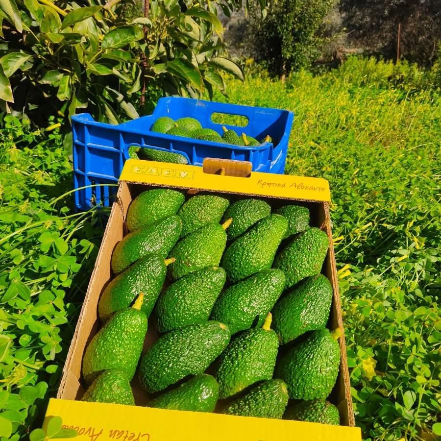 Avocado Hass kaufen Kreta – Frisch geerntete Bio Avocados in Kisten direkt vom Feld auf Kreta
