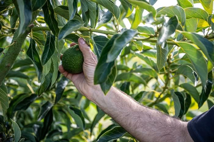 Avocado Hass kaufen Kreta – Hand pflückt frische Bio Avocado vom Baum auf Kreta
